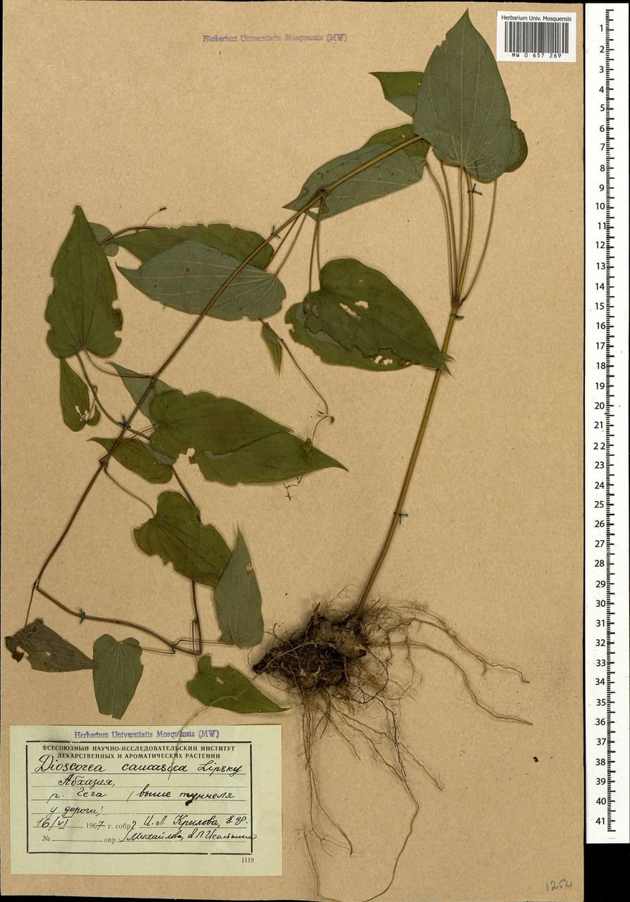 Диоскорея кленолистная ( Dioscorea acerifolia )