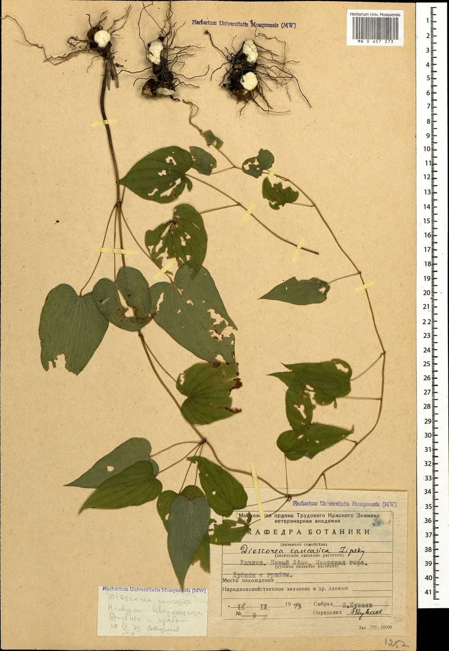 Диоскорея ниппонская рисунок