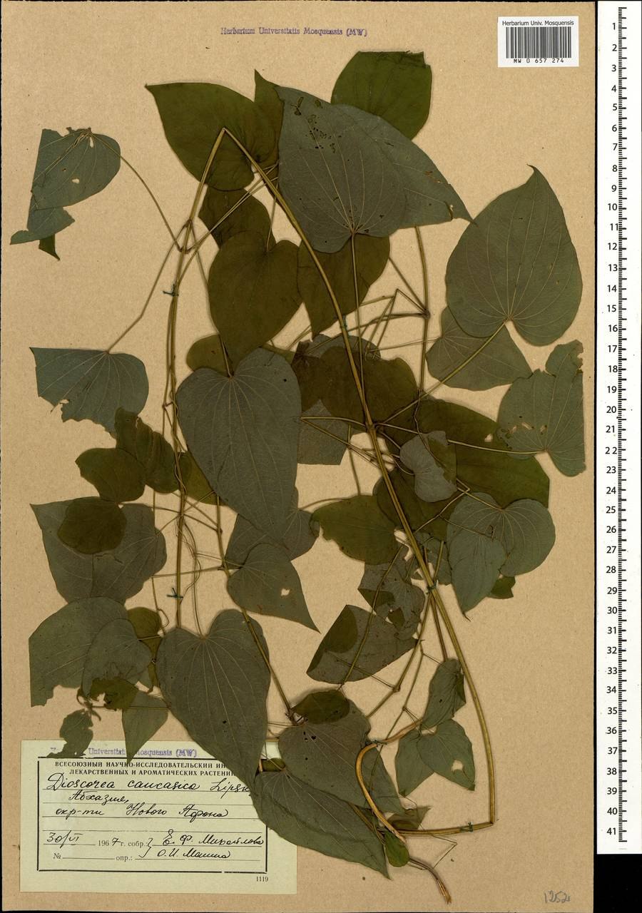 Диоскорея кавказская размножение