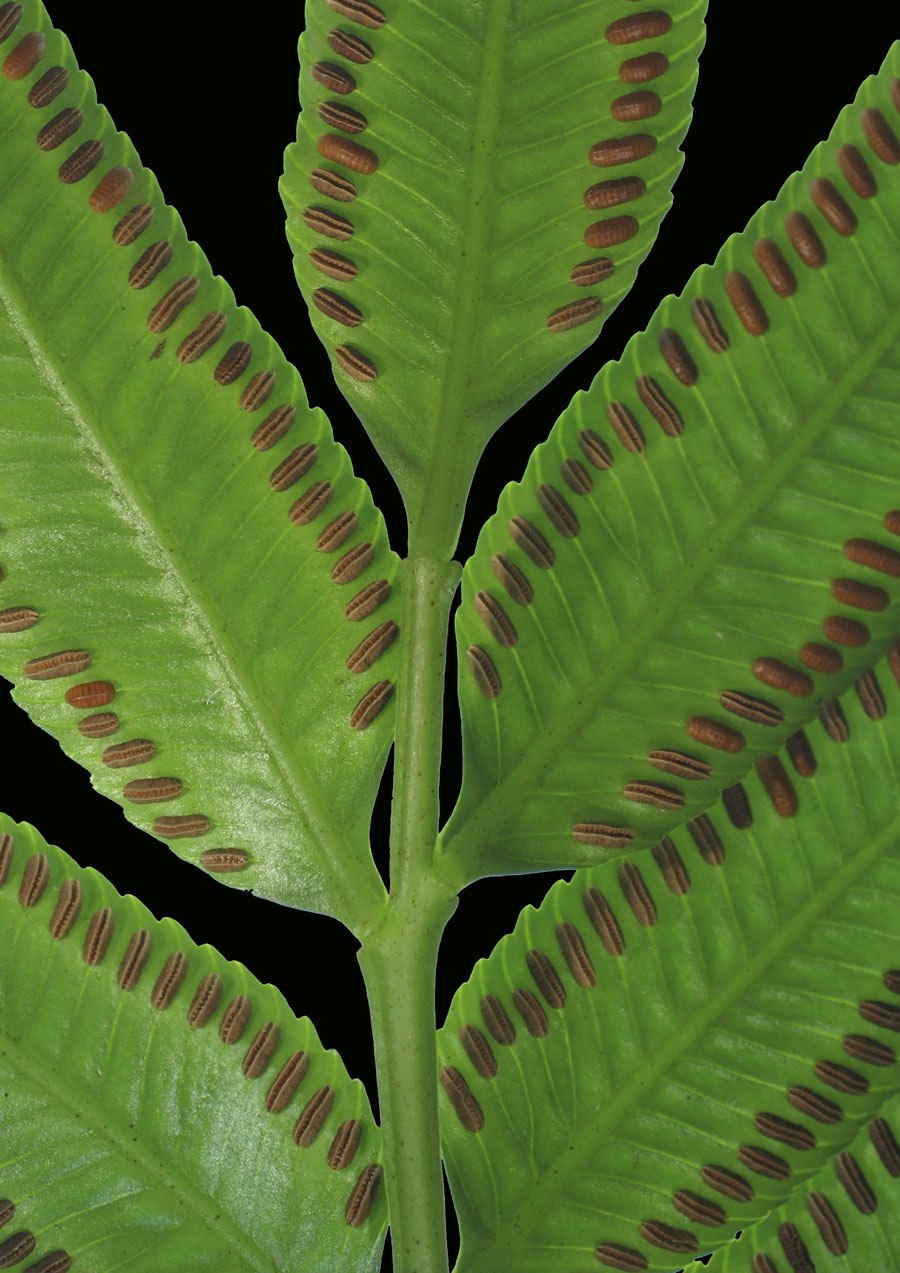 Папоротниковидные споровые растения