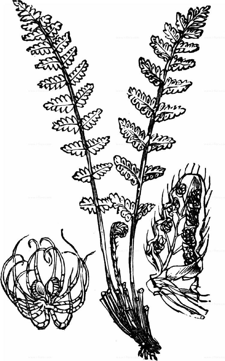 Polystichum lonchitis
