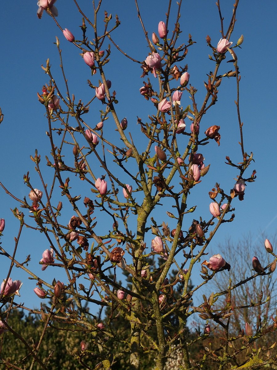 Магнолия шишки