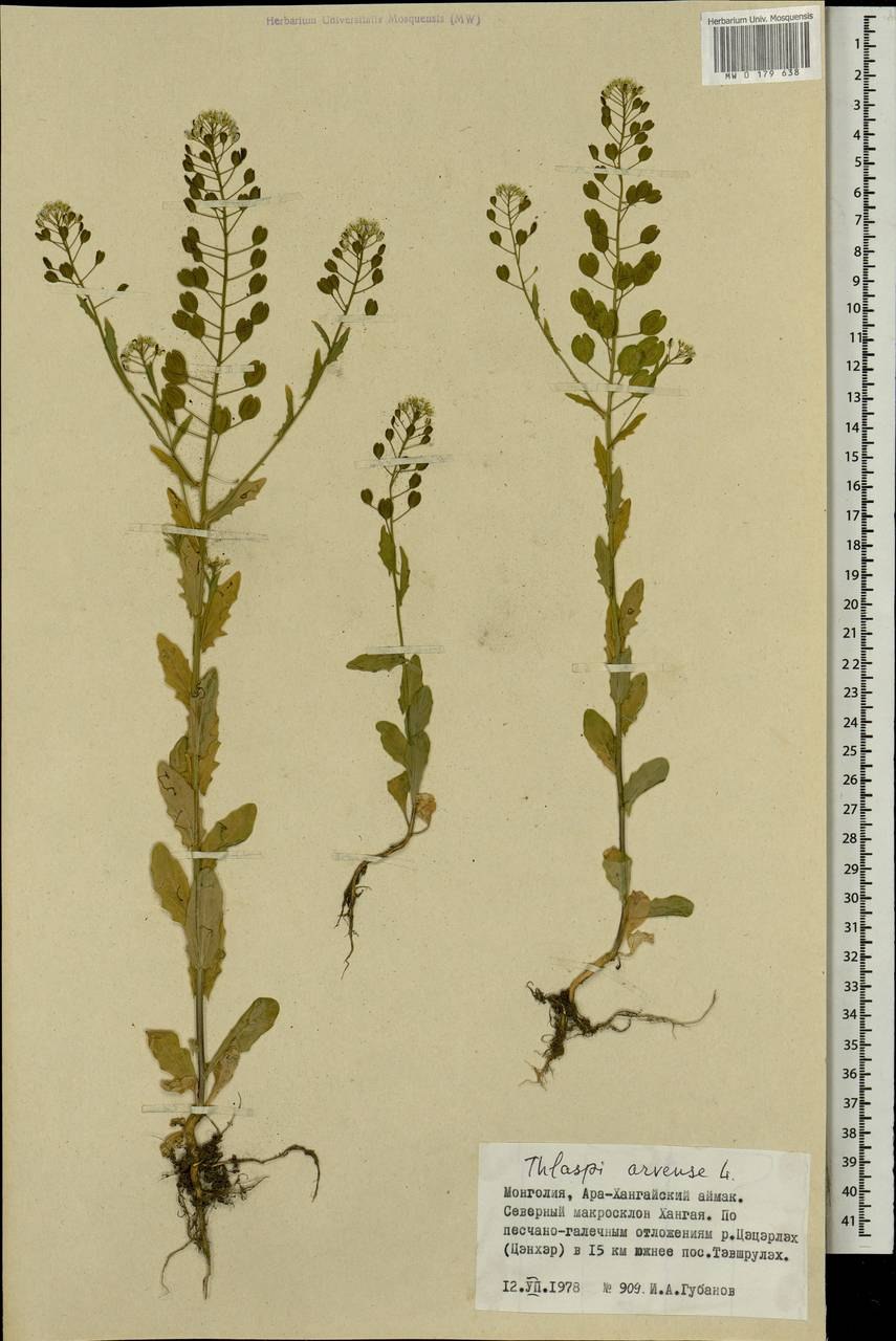 Ярутка ложечная