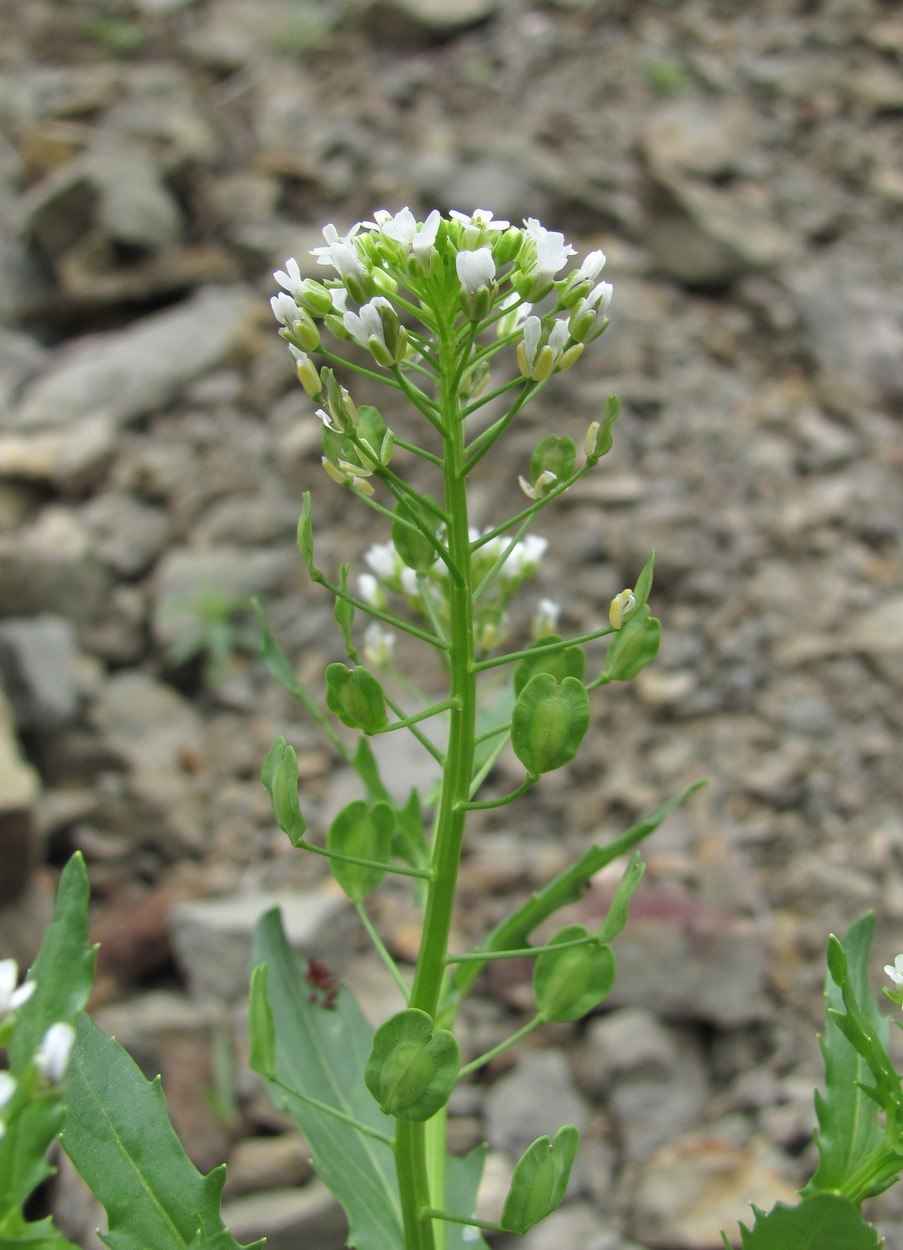 Ярутка Полевая