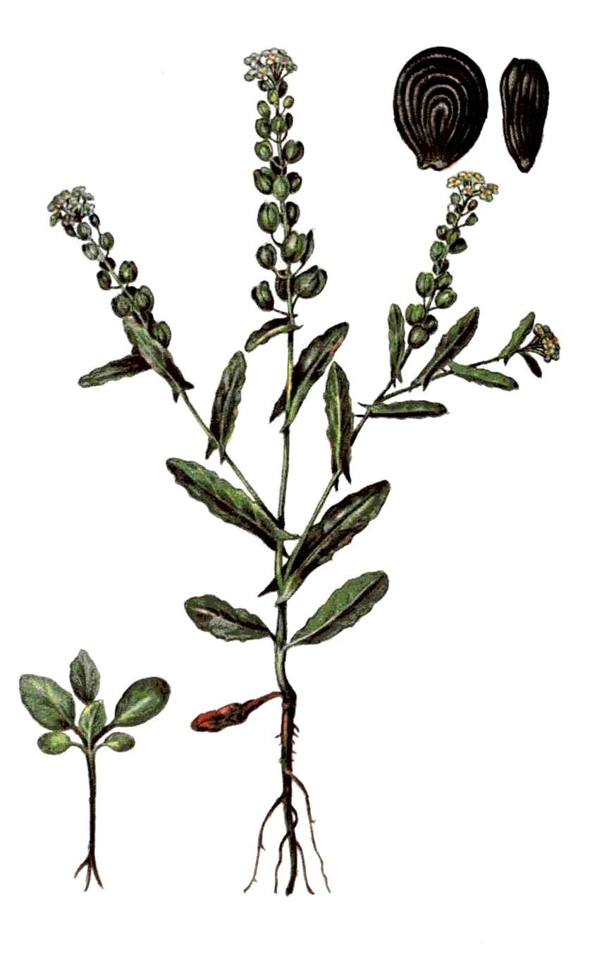 Дикая редька сурепка