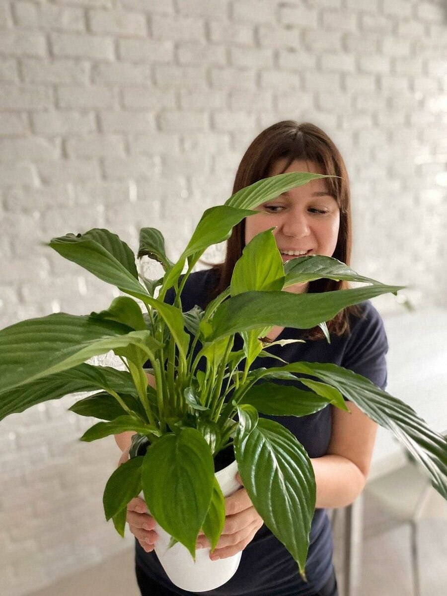 Спатифиллум комнатный цветок