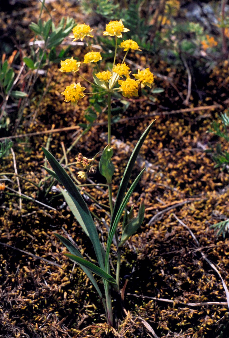 Копеечник Альпийский трава сырье