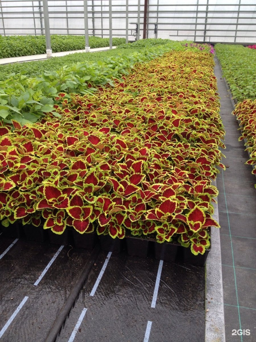 Рассада цветов однолетников