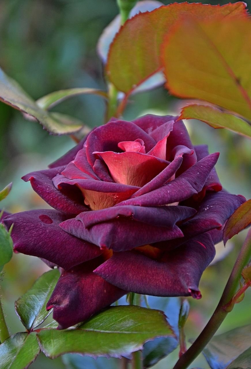 Роза Леонидас