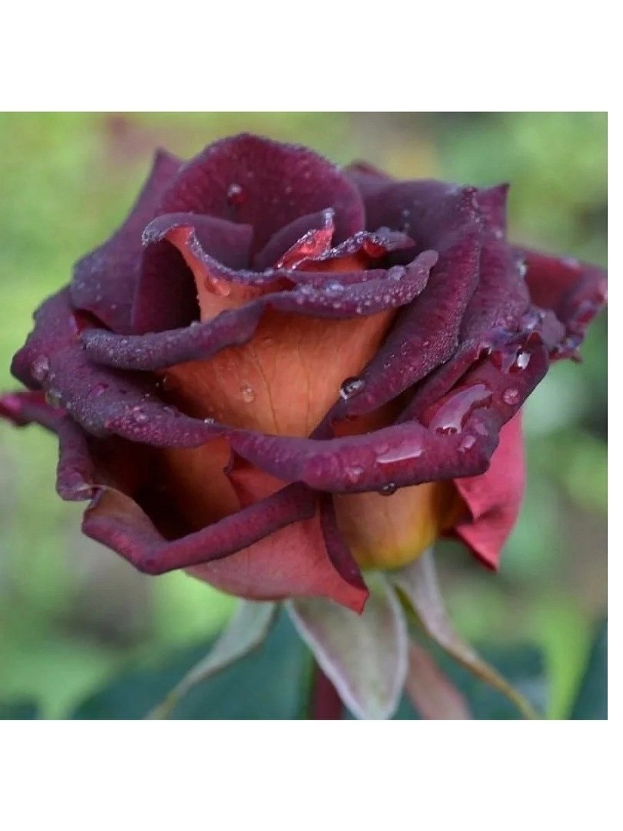 Сорт розы Эдди Митчелл