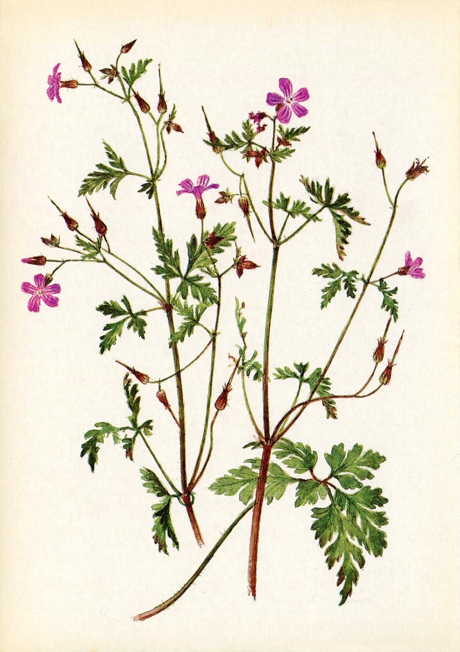 Герань Роберта (Geranium robertianum l.)