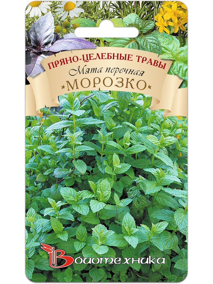 Семена мяты перечной