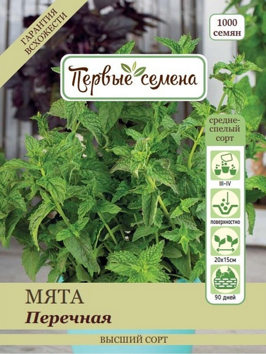 Мята piperita spicata Chocolate Mint