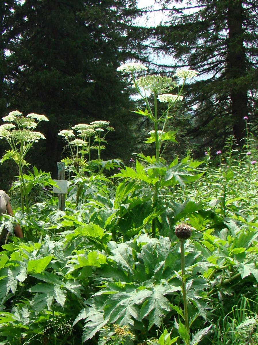 Калина гордовина Viburnum Lantana