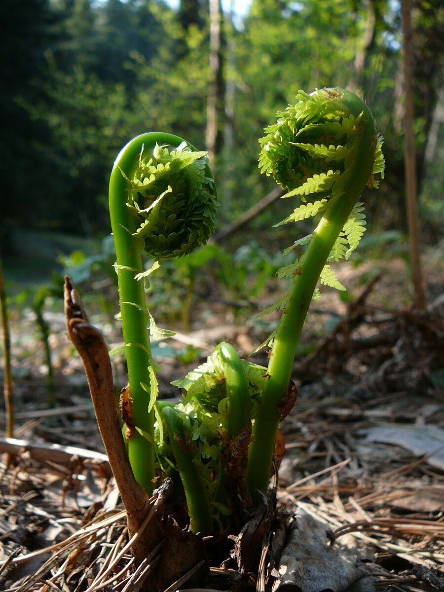 Костяника Rúbus saxátilis