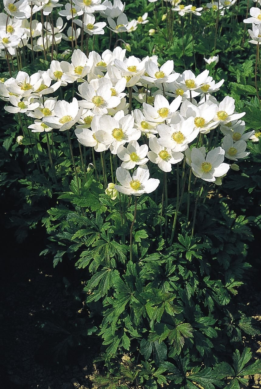 Ветреница анемона Лесная