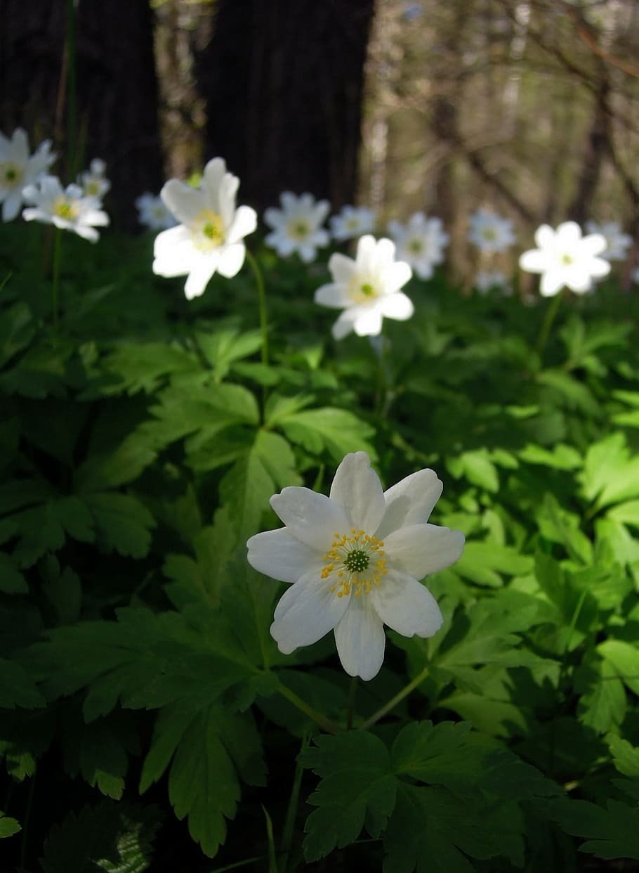 Анемона ветреница голубая