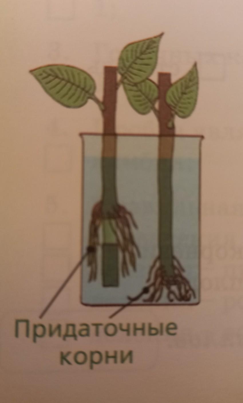 Окулировка роз на шиповник