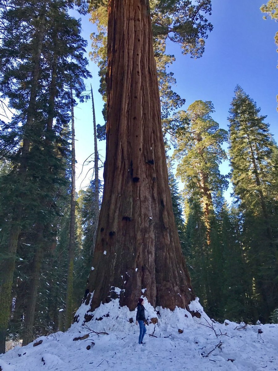 Национальный парк Секвойя генерал Шерман