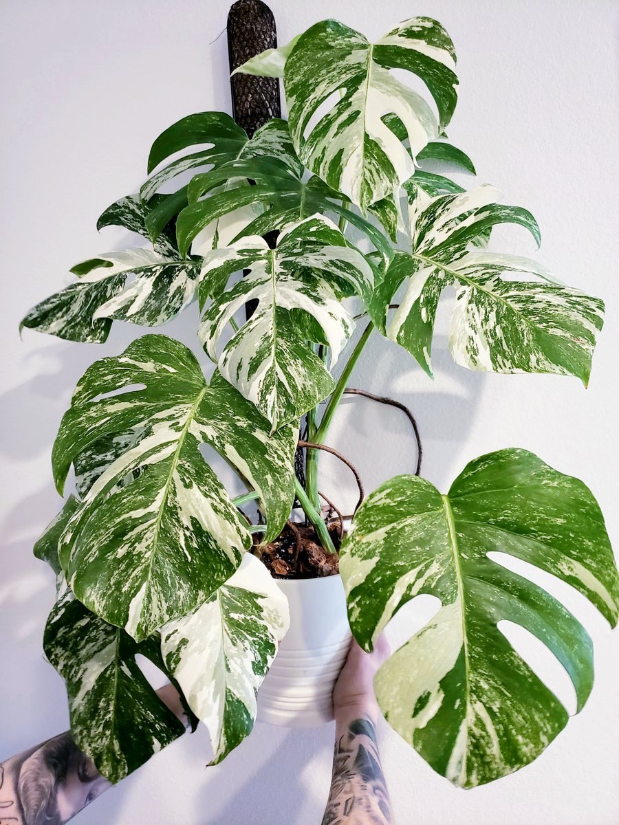 Монстера Адансона Monstera adansonii