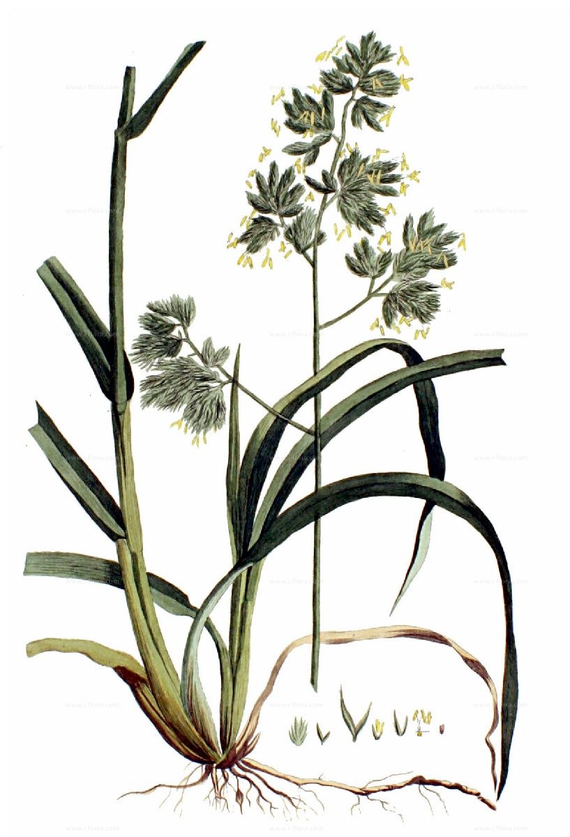 Ежа сборная для газона