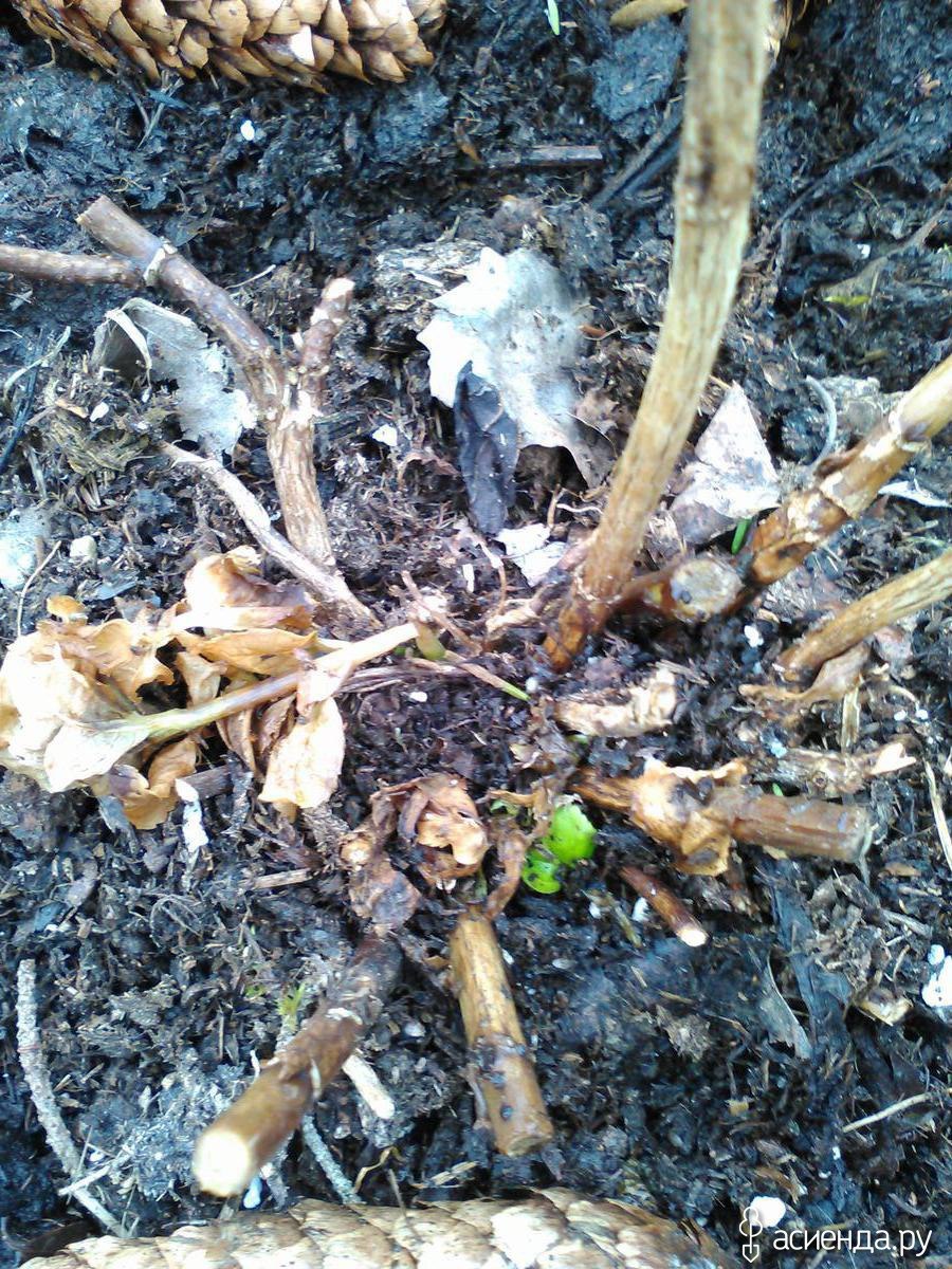 Побеги плетистой розы