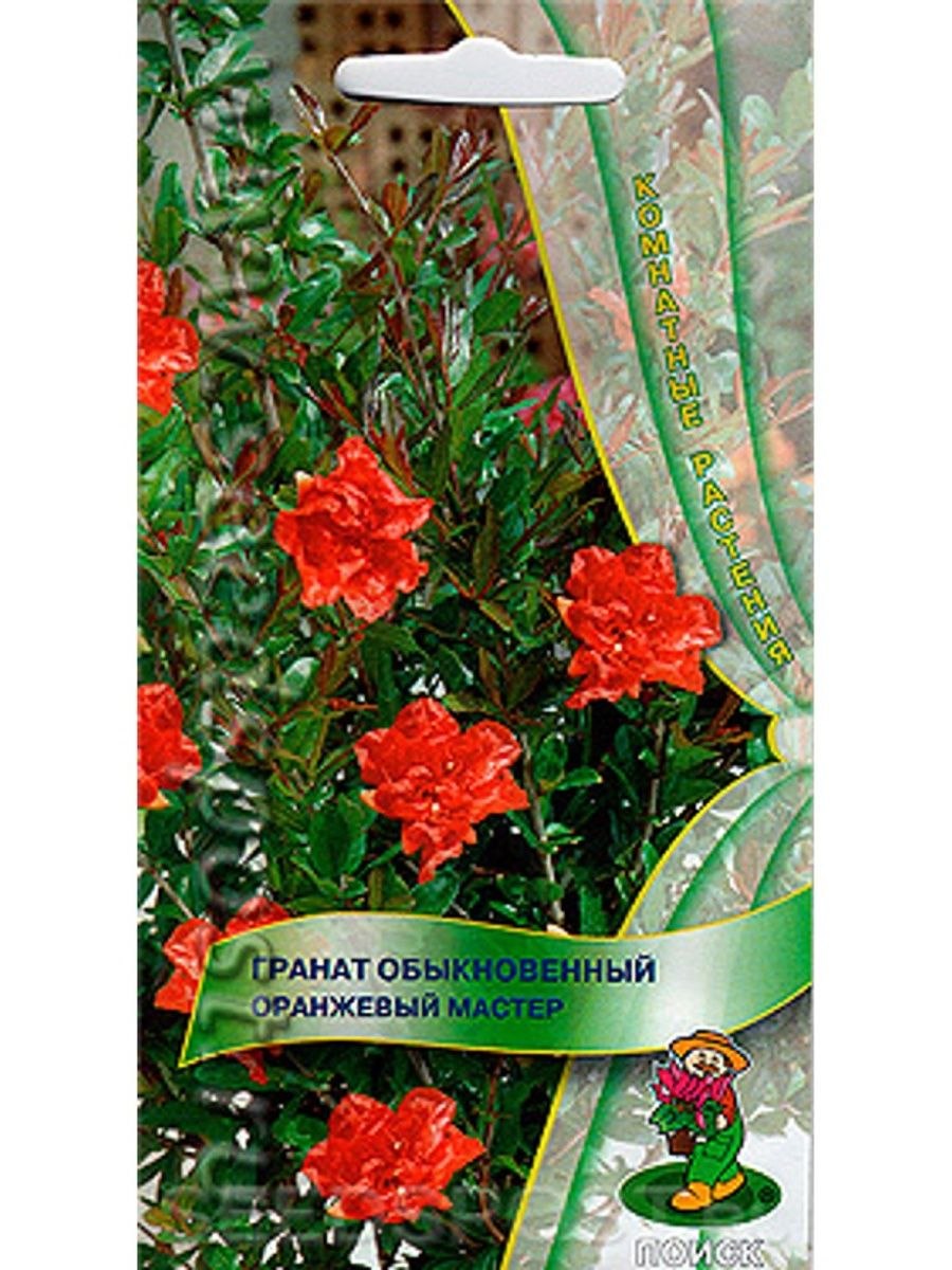 Гранат обыкновенный цветок