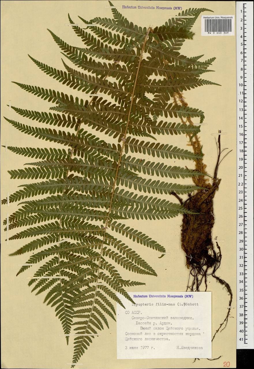 Dryopteris filix-mas рисунок