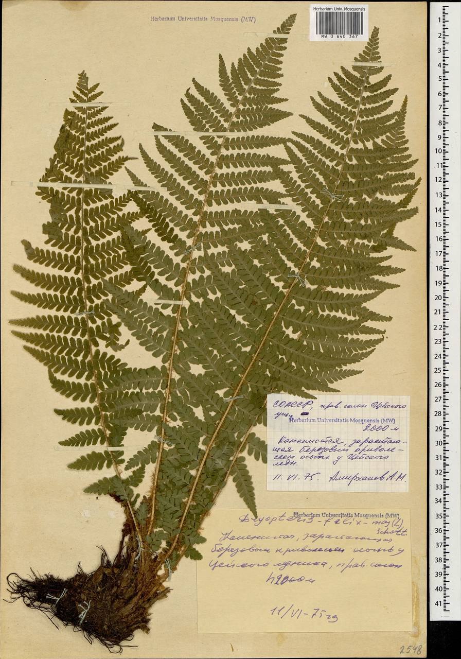 Щитовник папоротник царство