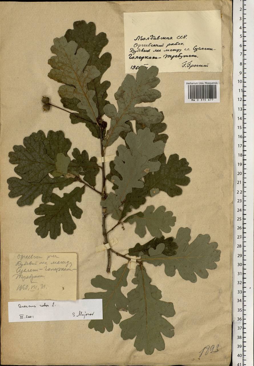 Quercus Robur 'Zeeland'