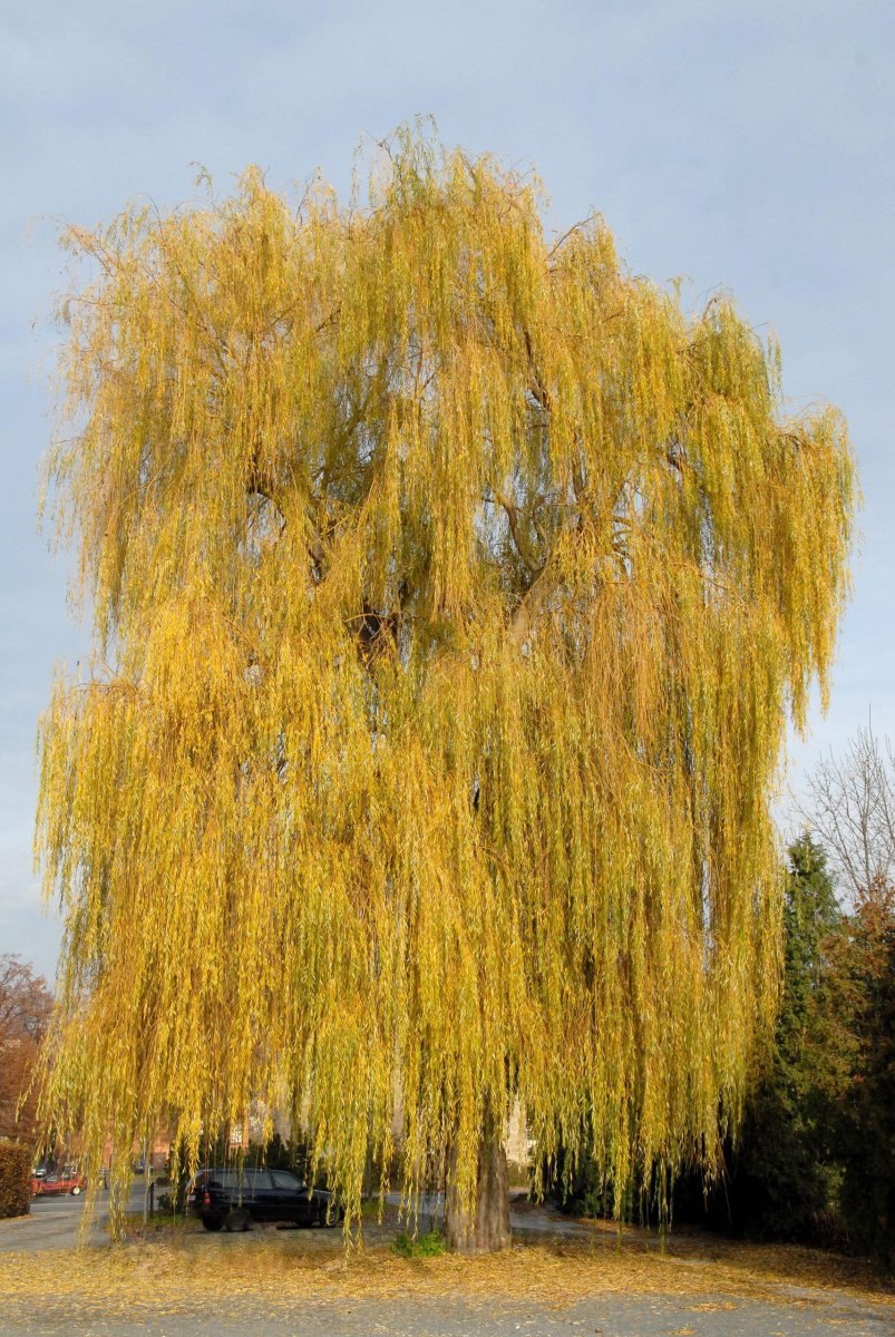 Salix Alba 'Golden Ness'