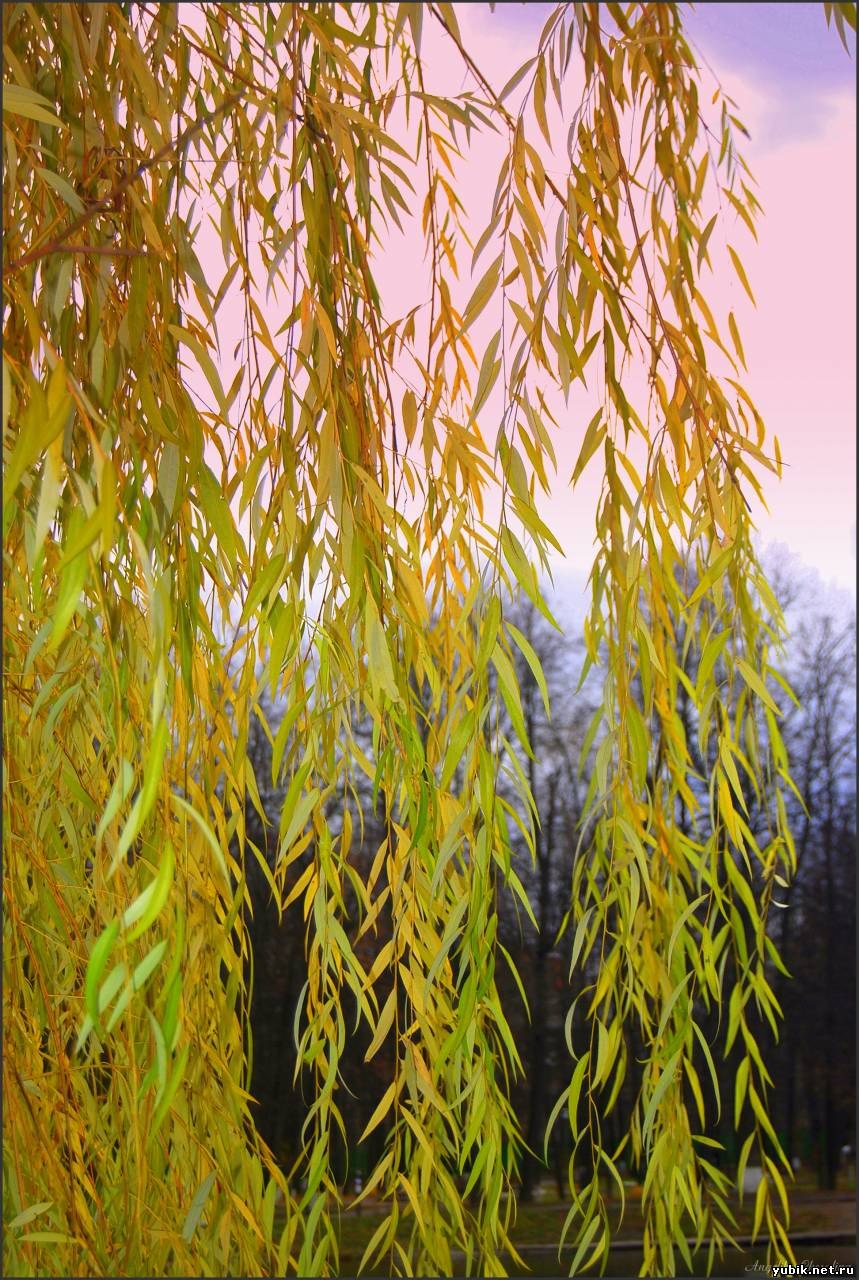 Ива белая (Salix Alba)