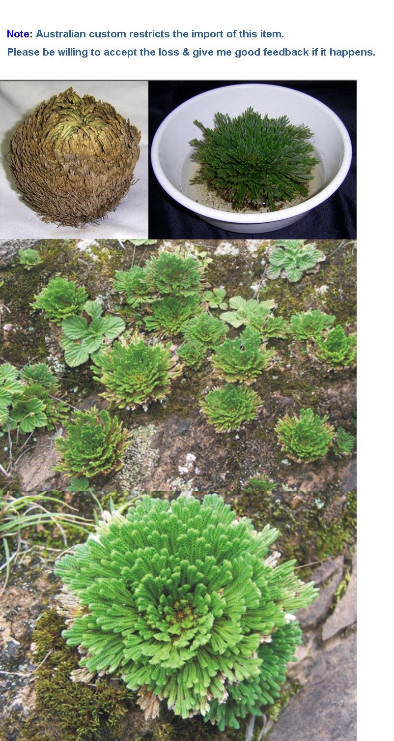 Селагинелла каулоиды