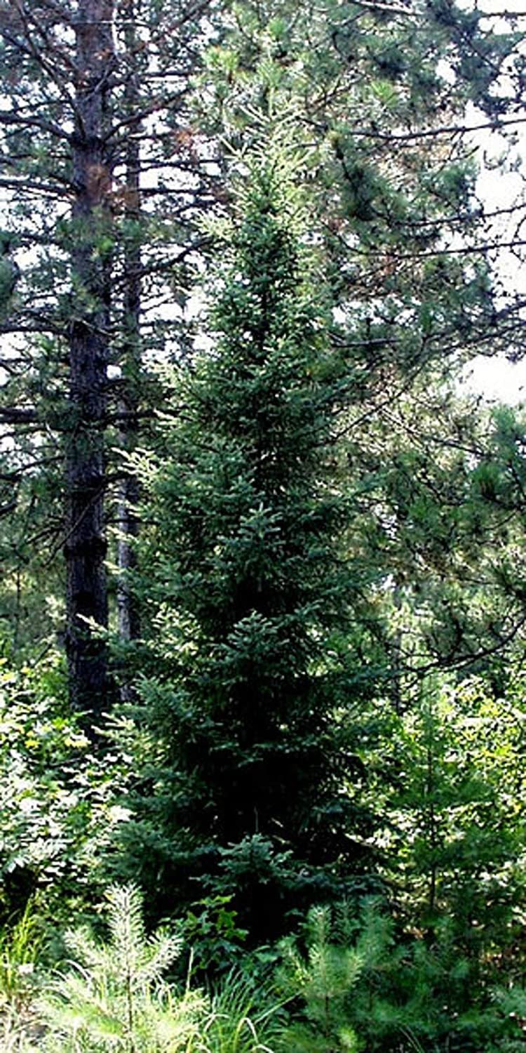 Picea Mariana Beissneri