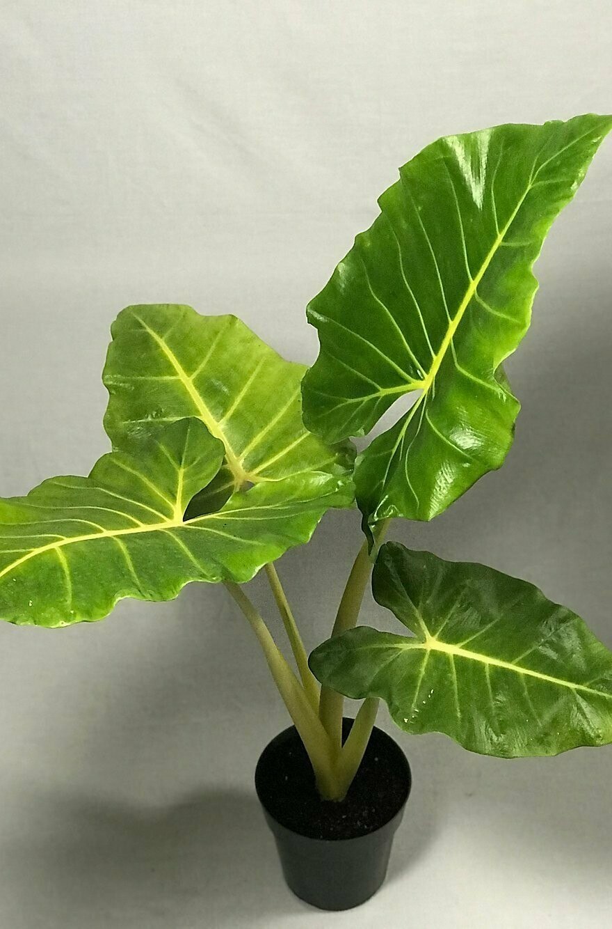 Алоказия четырехлистник