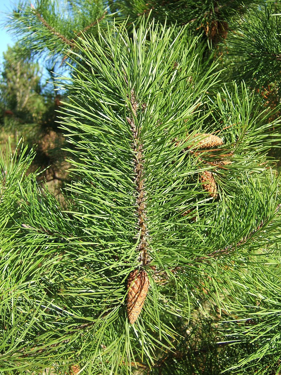 Pinus Sylvestris rivojlanishi