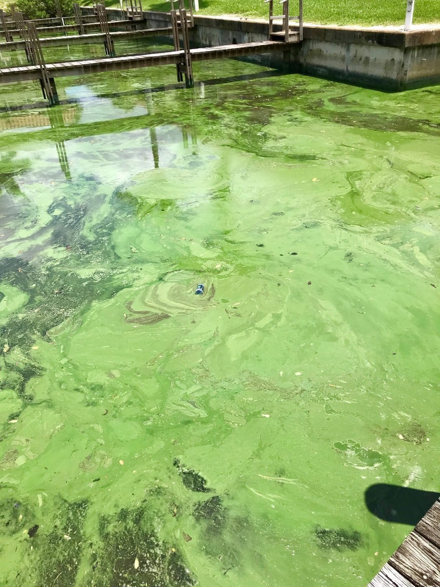 Эстетика природы розовые