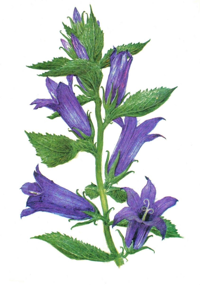 Колокольчик крапиволистный