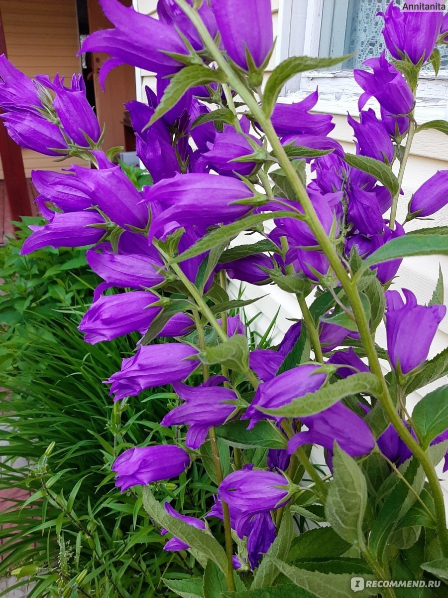 Колокольчик широколистный отношение к свету