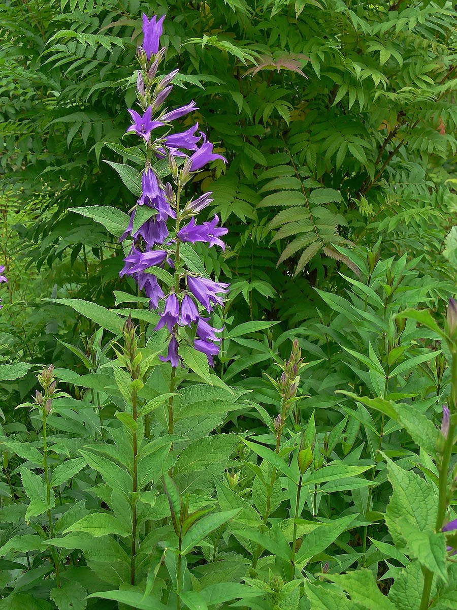 Колокольчик Вечерний звон на клумбе