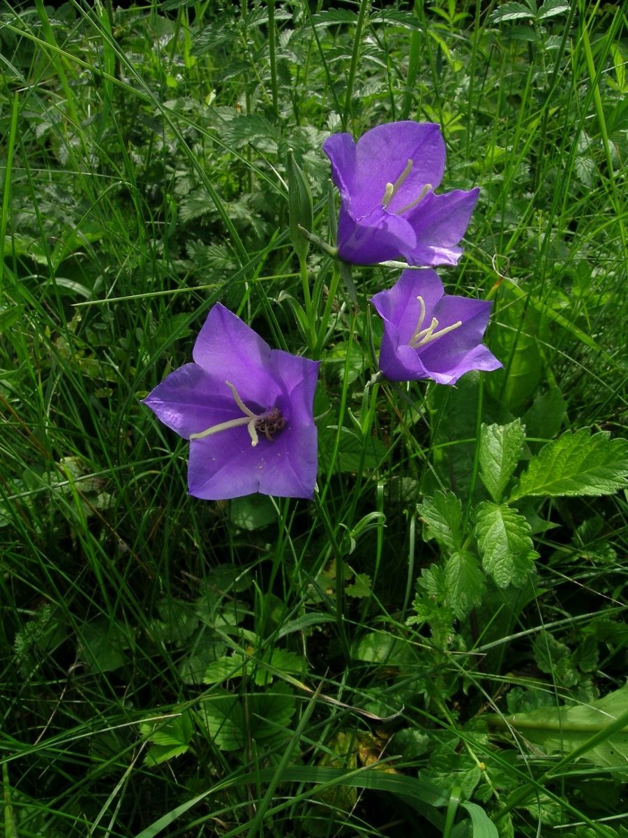Колокольчик крупноцветковый платикодон