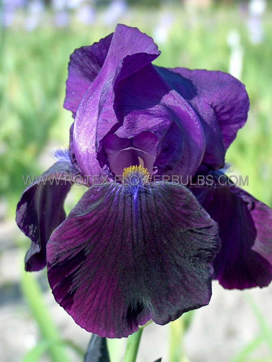 Ирис золотисто-расписной