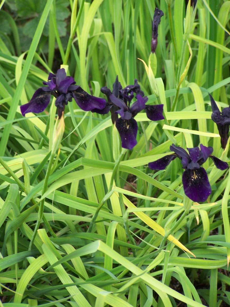 Ирис Блэк черри Делайт