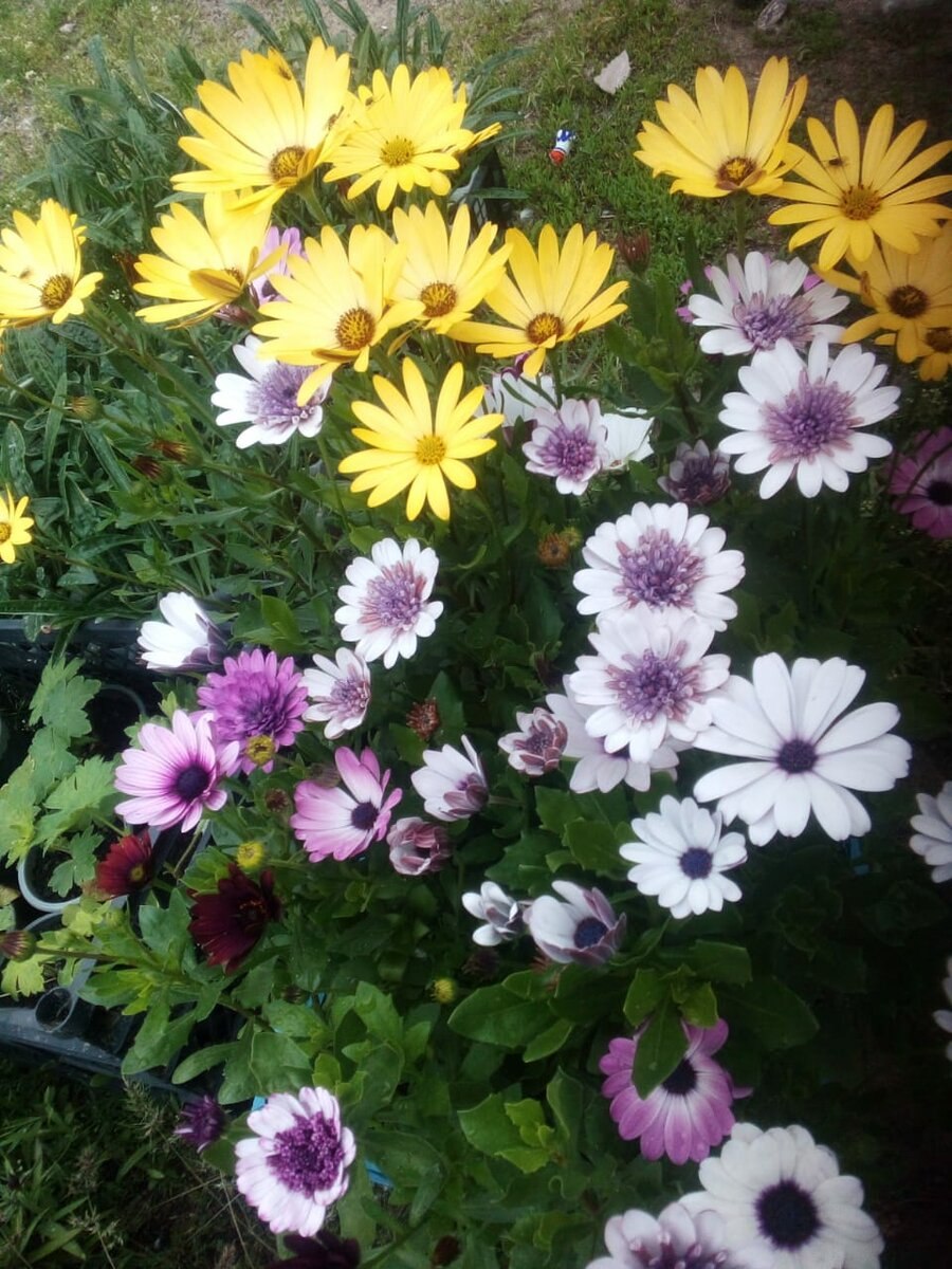 Стадии развития гороха