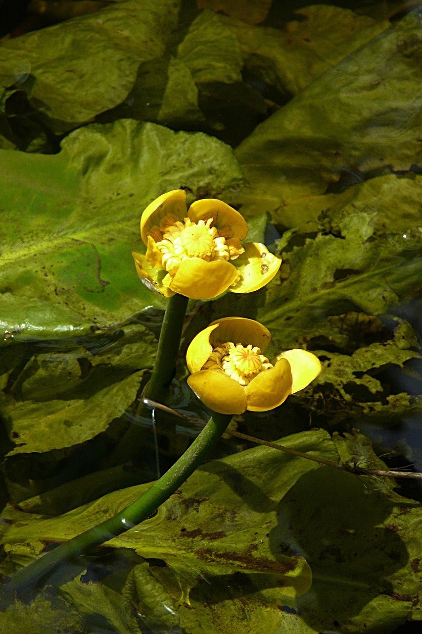 Кубышка Nuphar lutea