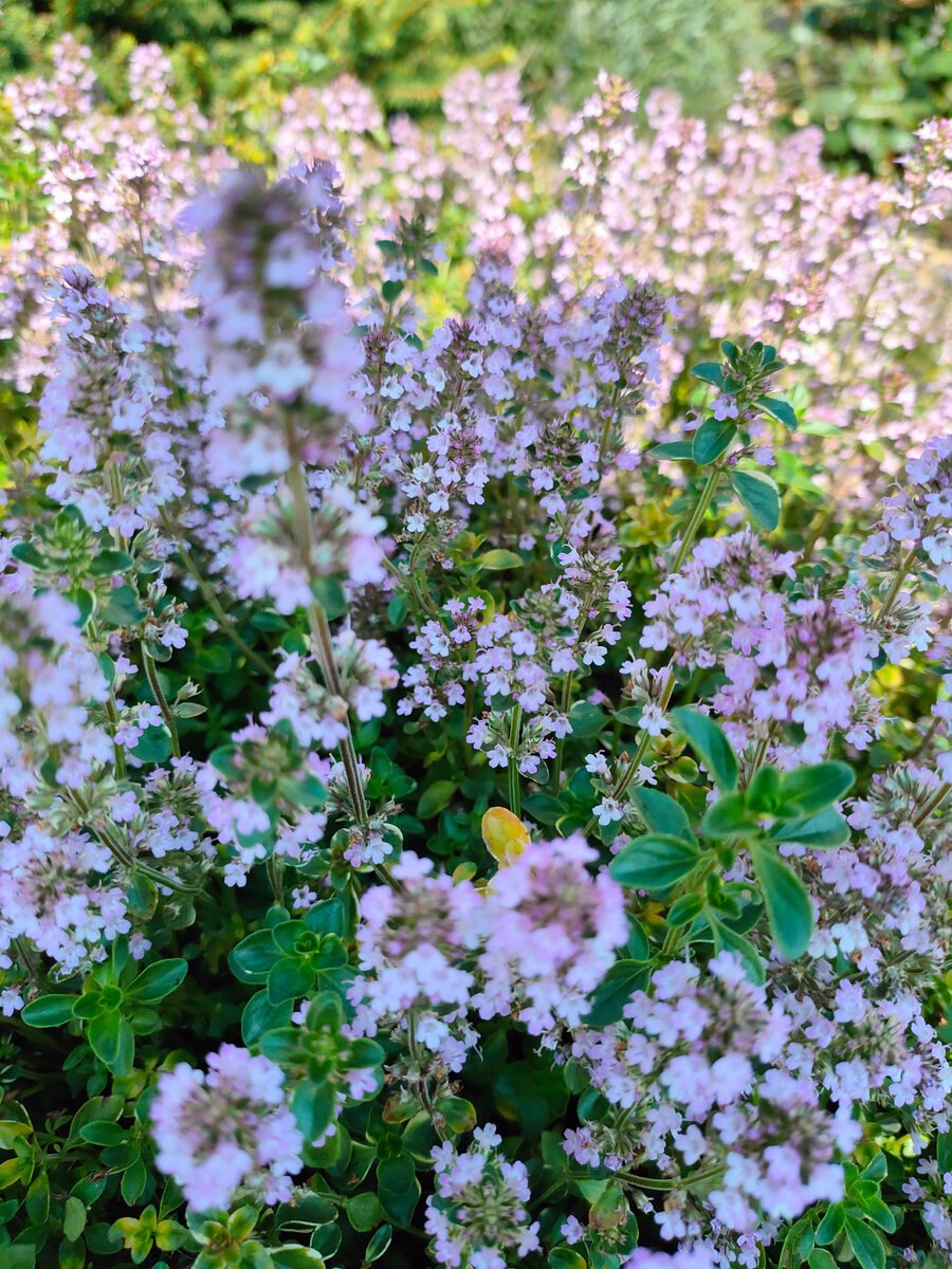 Вербейник монетчатый Aurea