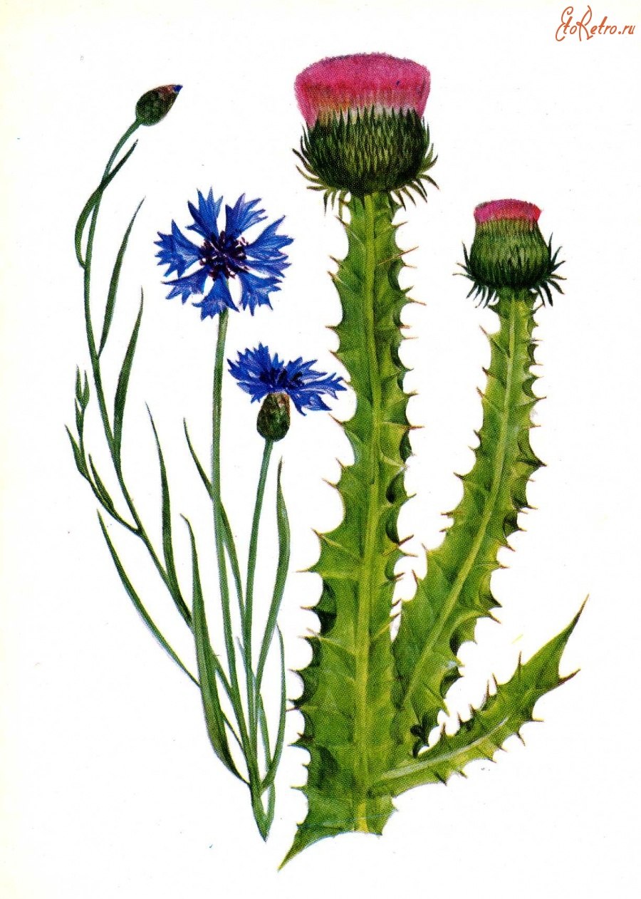 Asteraceae Сложноцветные