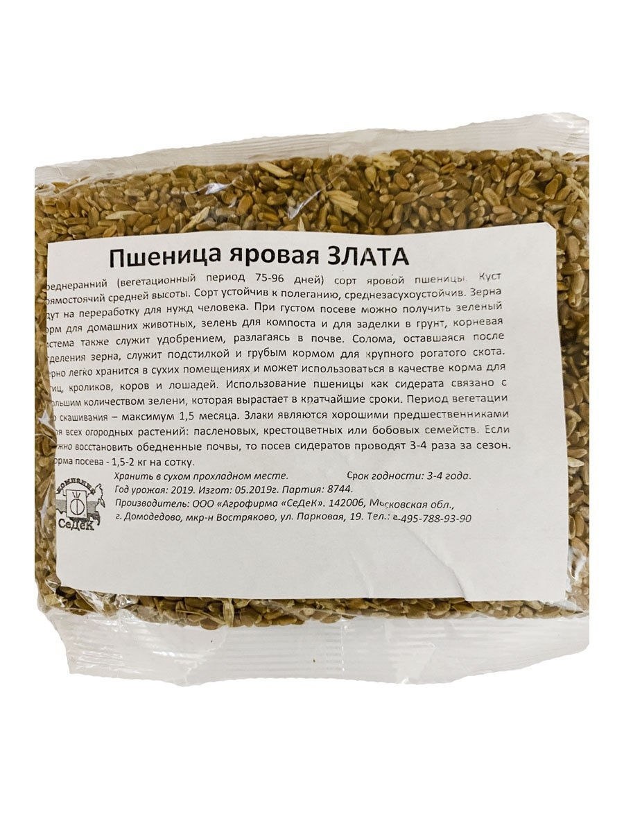 Семена озимой ржи
