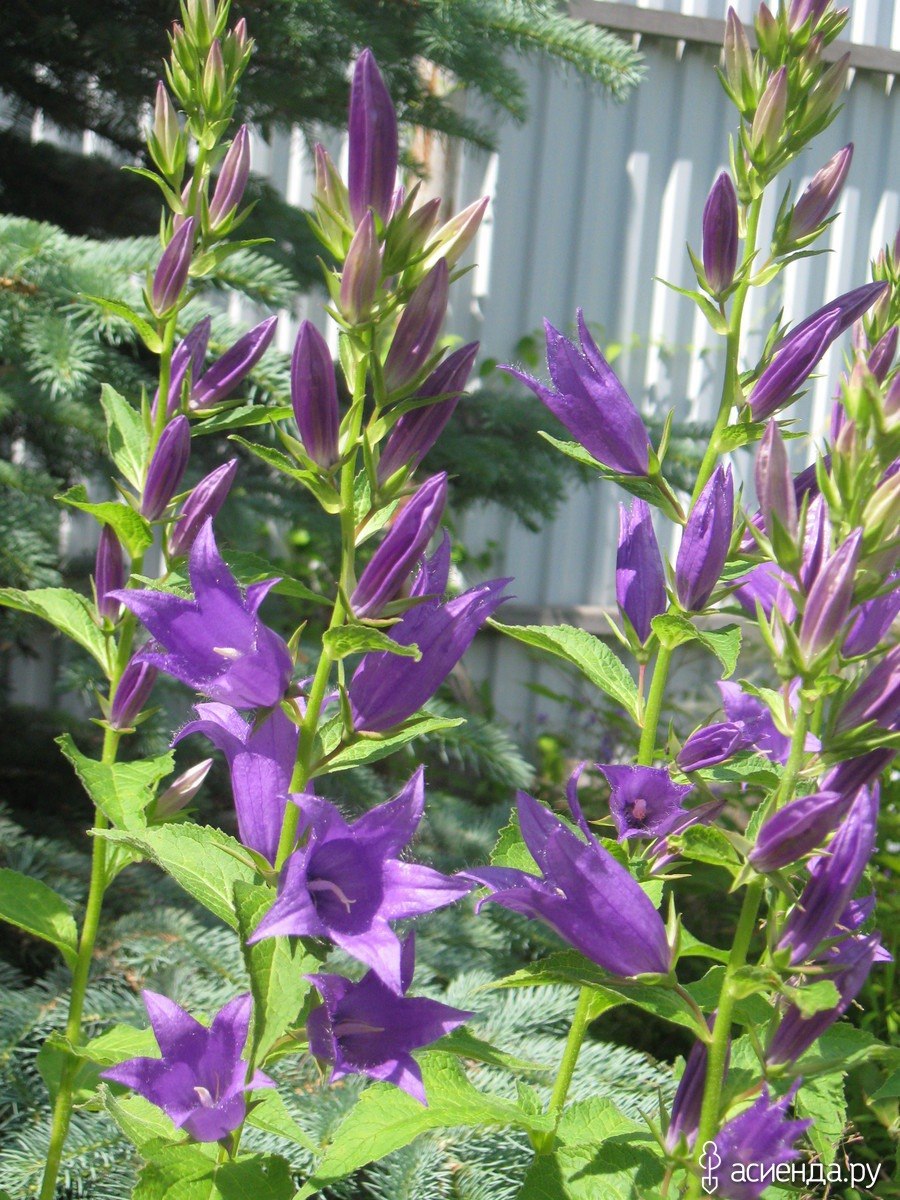 Колокольчик гибридный Sarastro