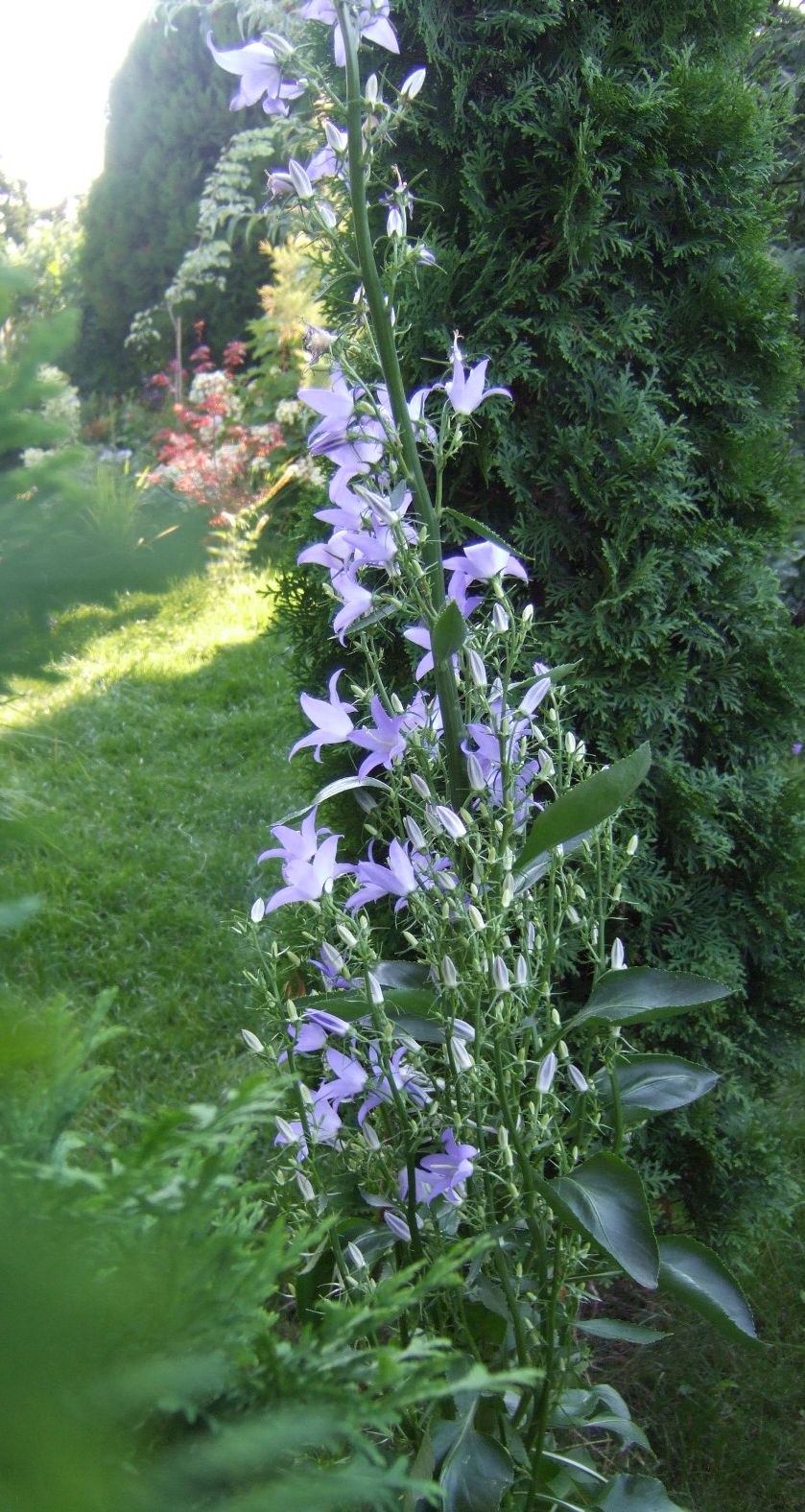 Колокольчик персиколистный Campanula persicifolia